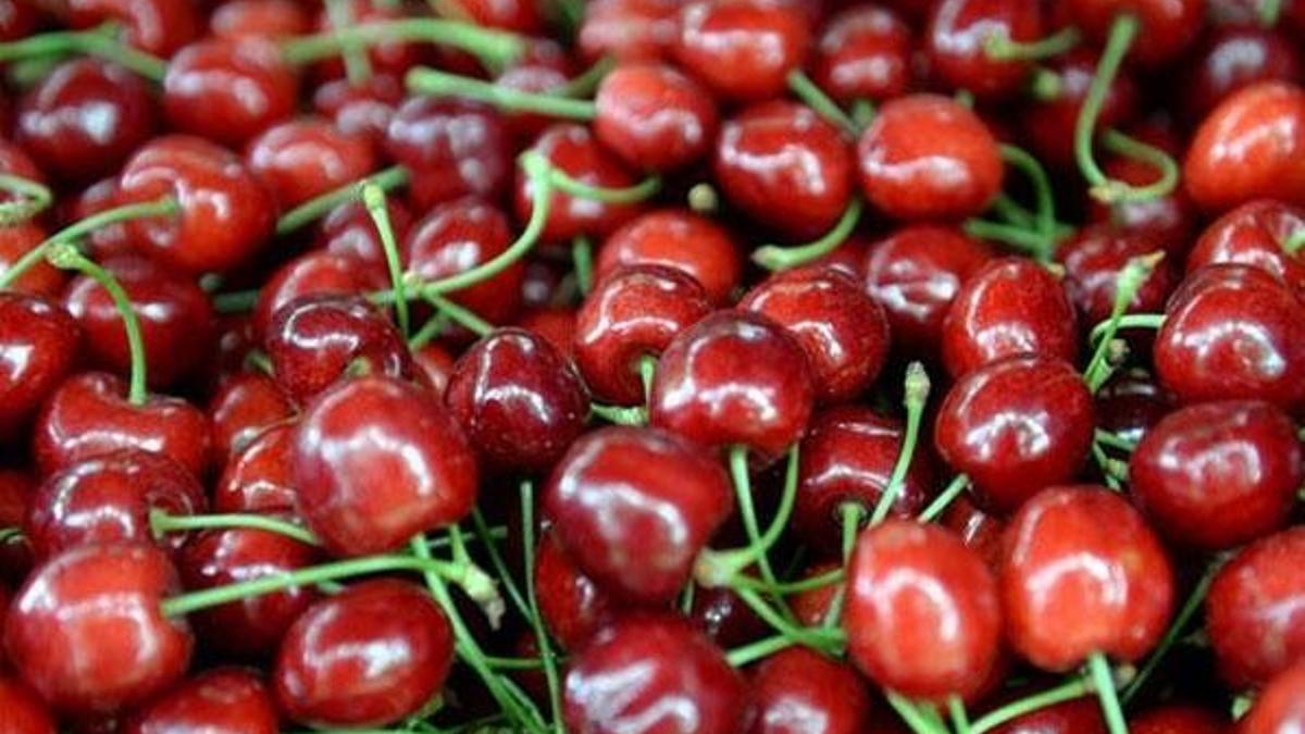 Çinliler Türk kirazını sevdi