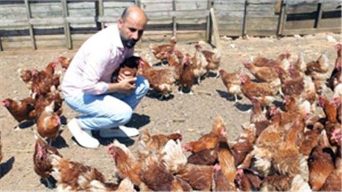 Hobi olarak başladı, tavuk çiftliği kurdu