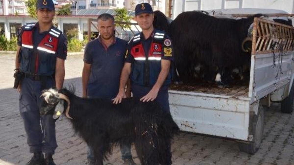 Sahte parayla 17 küçükbaş kurbanlık alan 3 şüpheli yakalandı