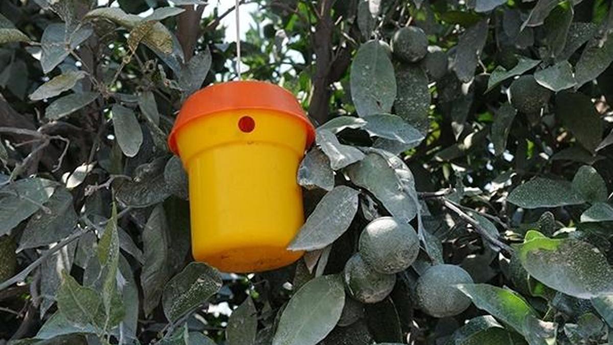 Adanalı çiftçilere Akdeniz meyve sineği uyarısı