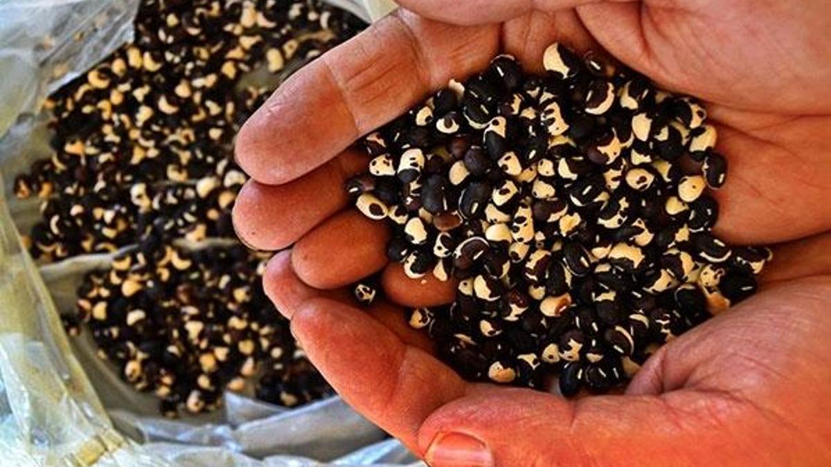 Yerli tohum üretiminde rekor artış