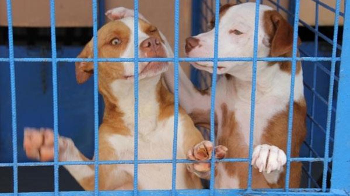 "Pitbull saldırıyorsa kabahat sahibindedir"