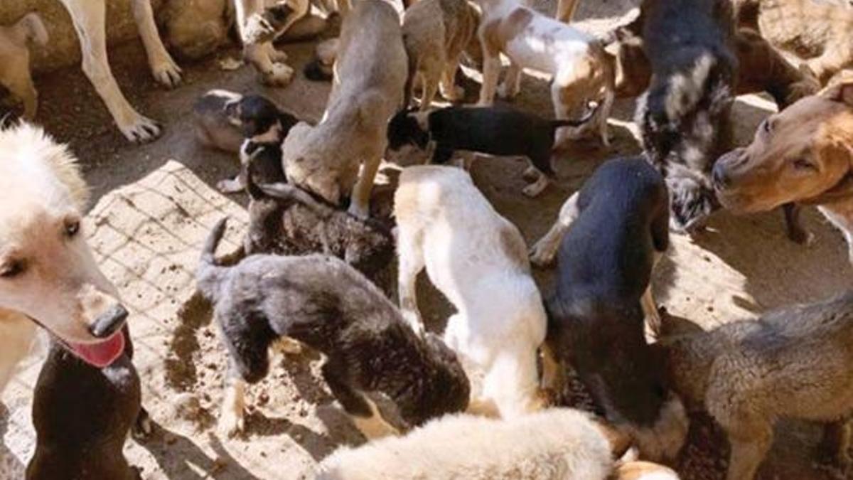 Barınakta vahşet! ‘Aç kalanlar ölenleri yiyordu’