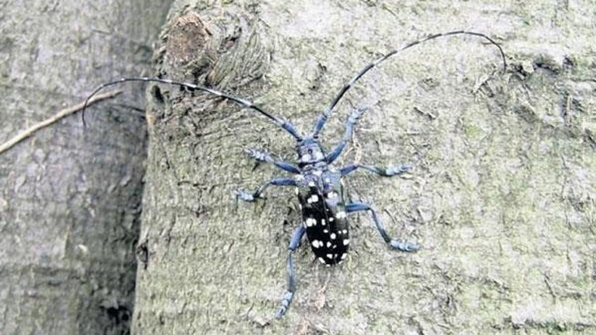 Şimdi de ‘Drakula böceği’ tehlikesi