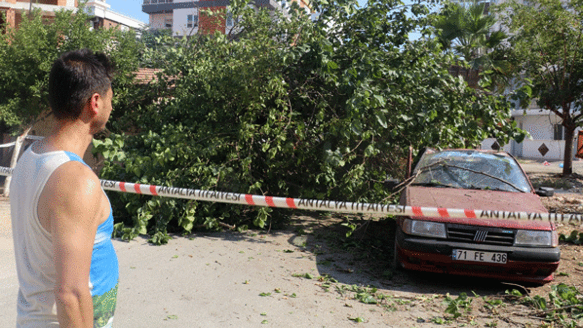 Dut ağacı, otomobilin üzerine devrildi
