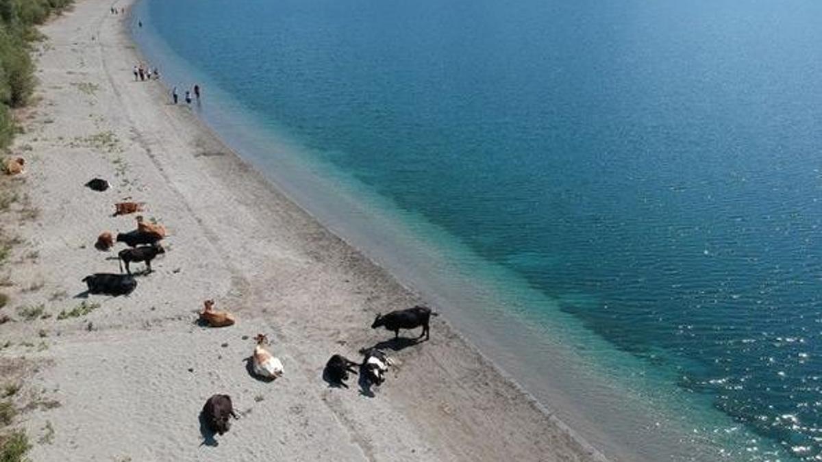 Göl kıyısında şaşırtan durum! Korkanlar oldu