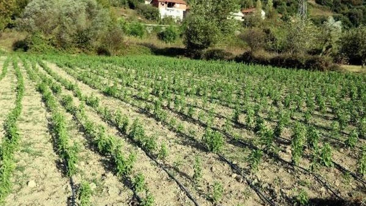 Stevia bitkisi yeni gelir kapısı oldu!