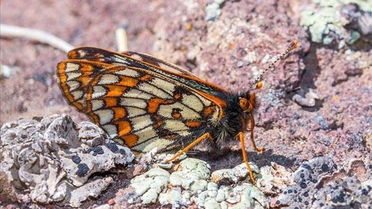 12 bin yaşındaki kelebek Ağrı Dağı'nda görüntülendi