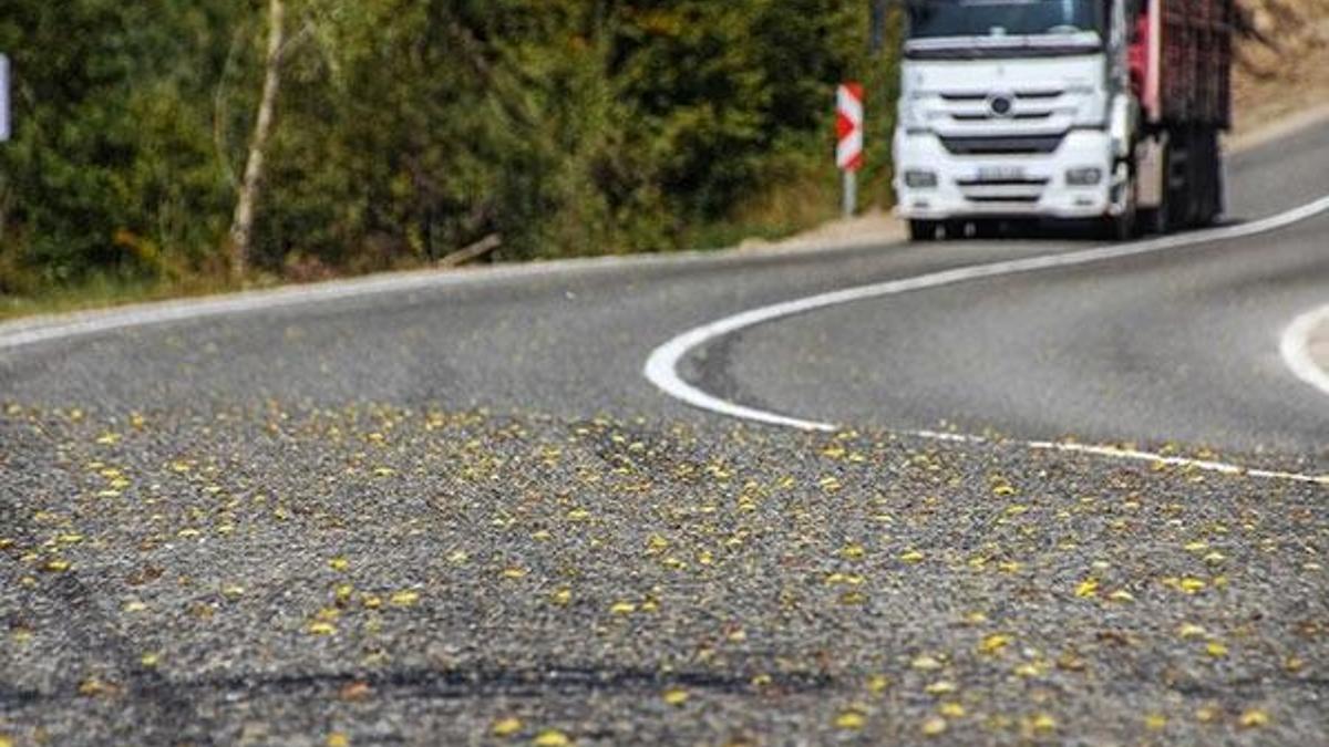 Ormanı istila eden tırtıllar yolu da aşarak yayılıyor
