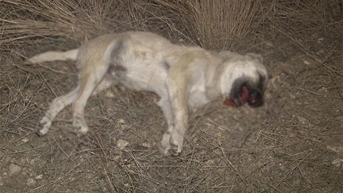 Ankara'da ‘iki köpek zehirli sosislerle öldürüldü’ iddiası