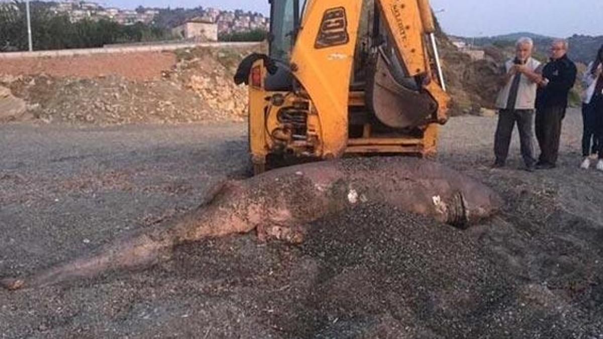 İzmir’de 3 metre uzunluğunda köpek balığı karaya vurdu