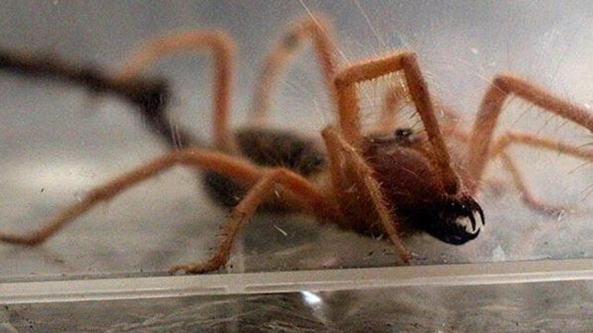 İlk kez görülüyor... Etle beslenen örümcek yakalandı