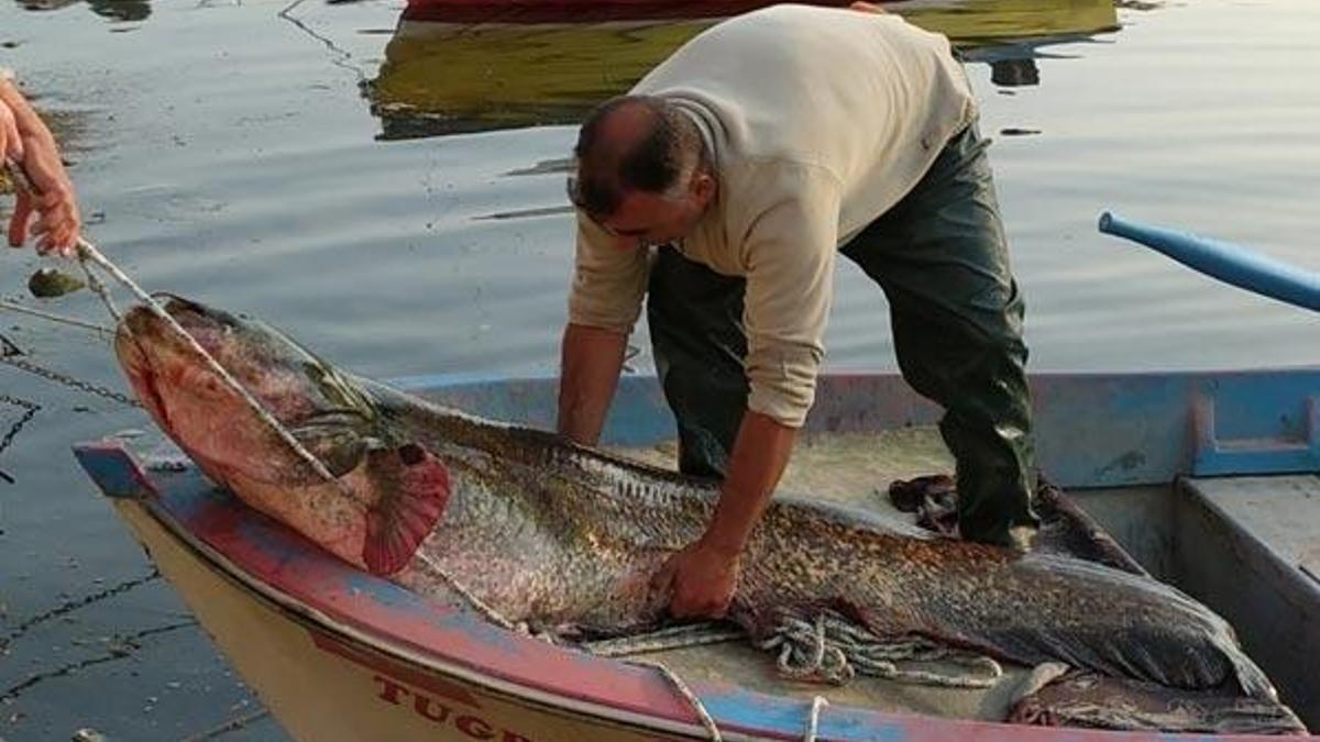 İznik'te balıkçının ağına 80 kiloluk yayın balığı takıldı