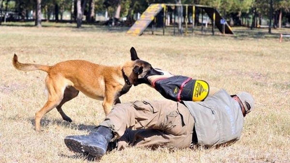 TSK'nin operasyonları için eğitilen ilk yerli ırk köpeği 'Zerdava'