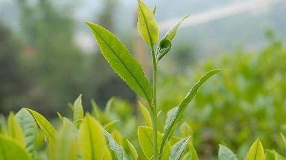 Çaykur'dan çay çöpü önlemi!