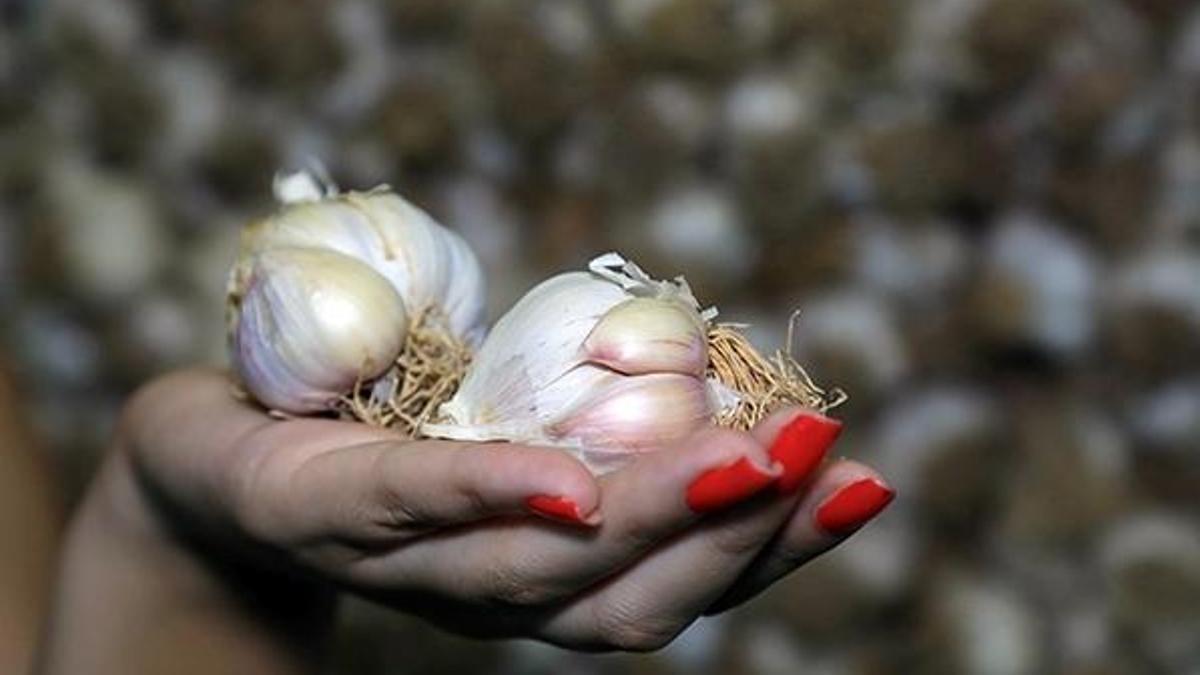 Taşköprü sarımsağının kilogramı 60 lira