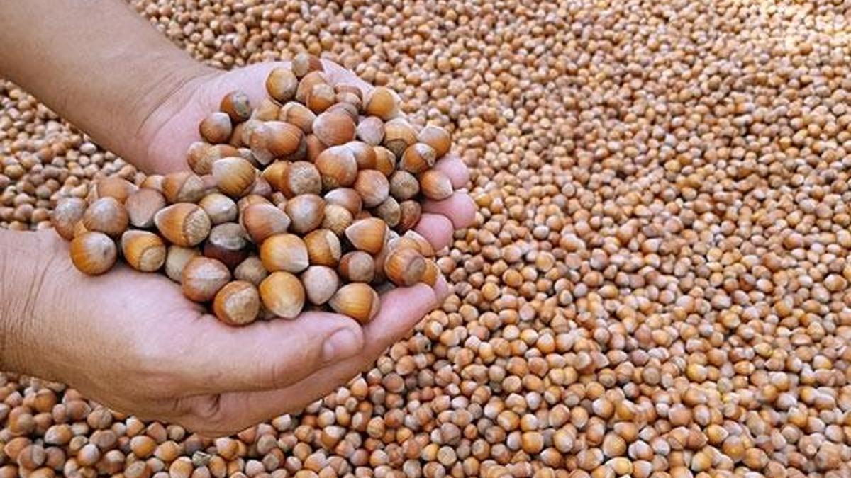Fındık ihracatı iki ayda 641 milyon dolar kazandırdı