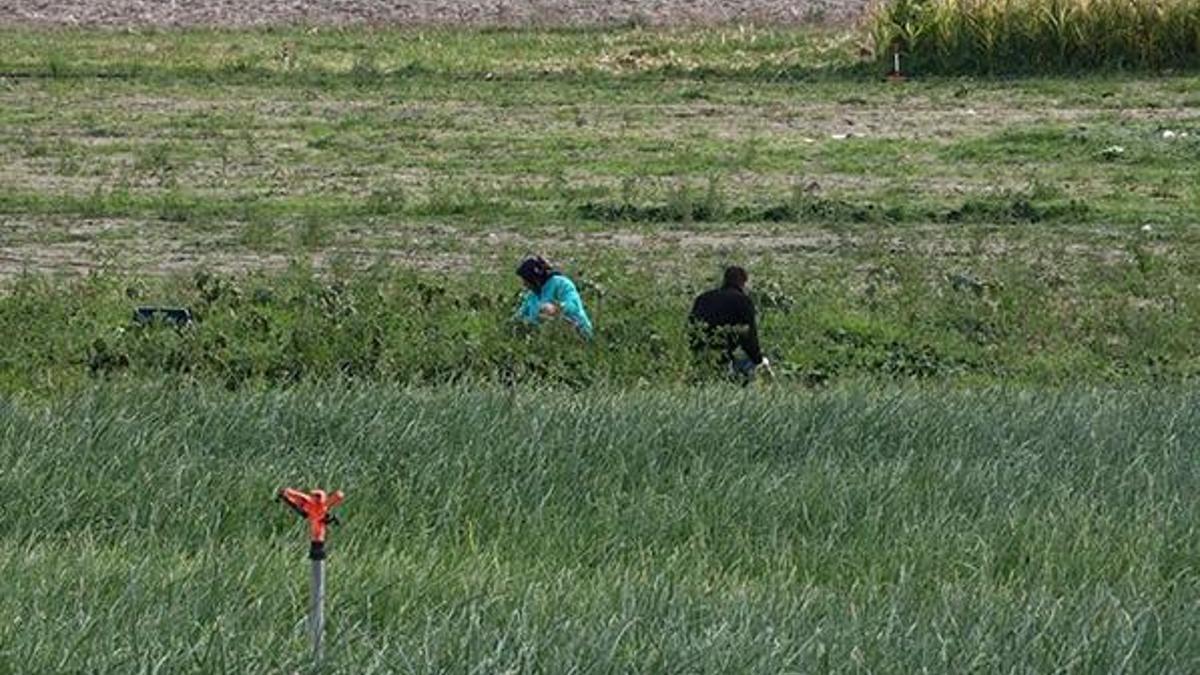 Ispanak zehirlenmesinin sebebi! Beypazarı Ziraat Odası Başkanı açıkladı