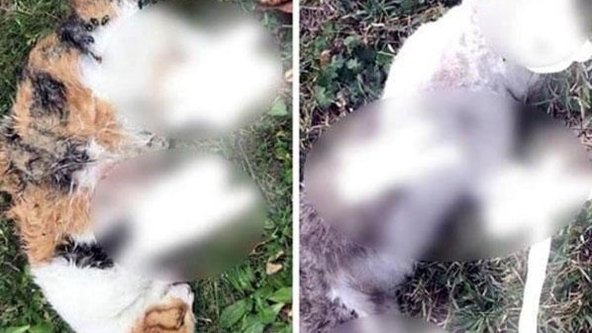 Bir şehir bunu konuşuyor! Kan donduran vahşet...