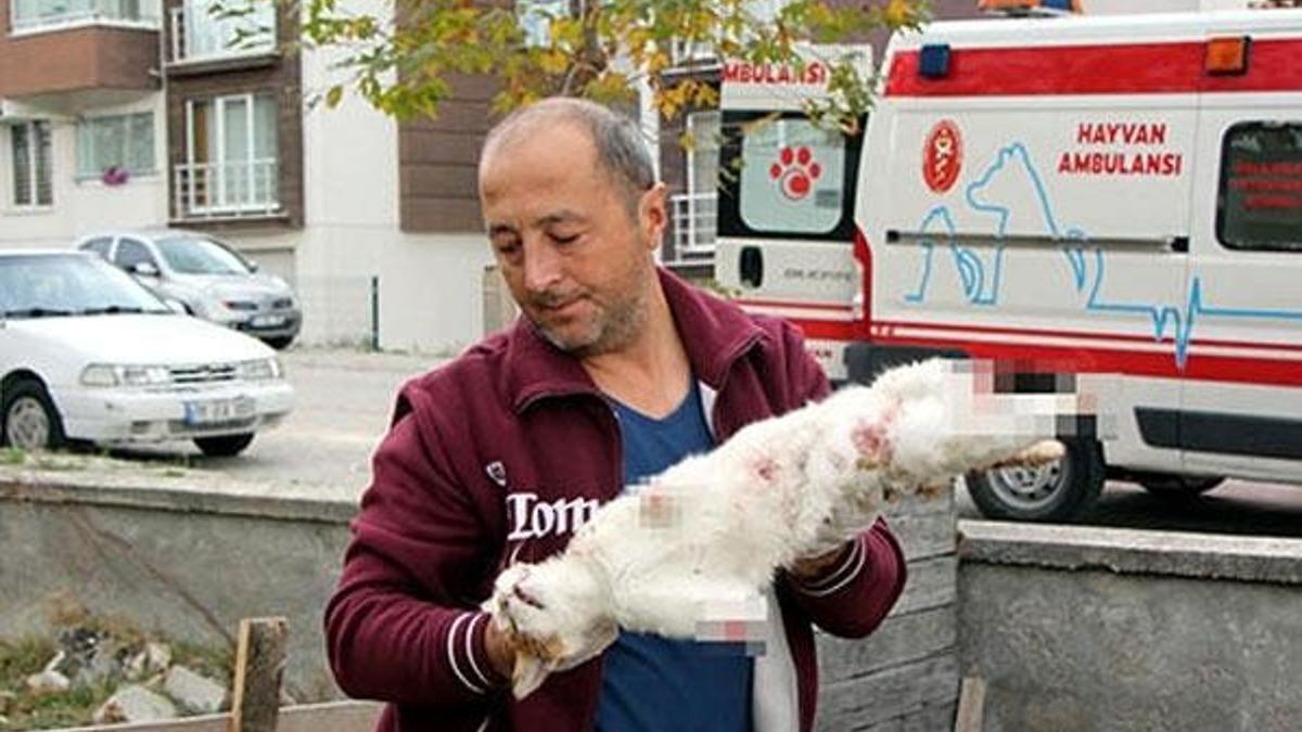 Kedi ölümlerini cinayet büro çözdü