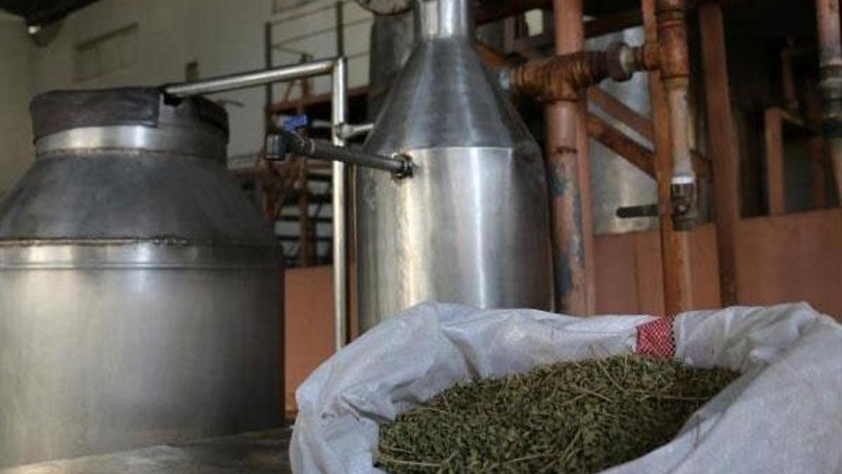 Açıkta satılan kekikler için ‘ceset’ benzetmesi!