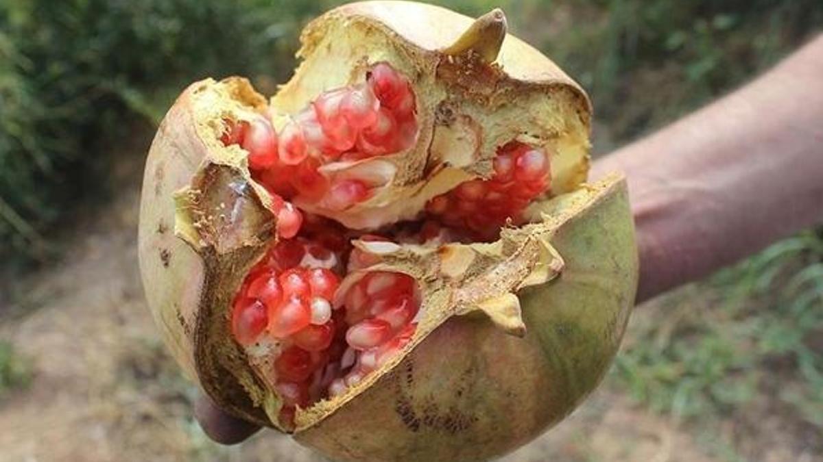 Suruç Narı hasadı başladı! Suruç narı nasıldır?