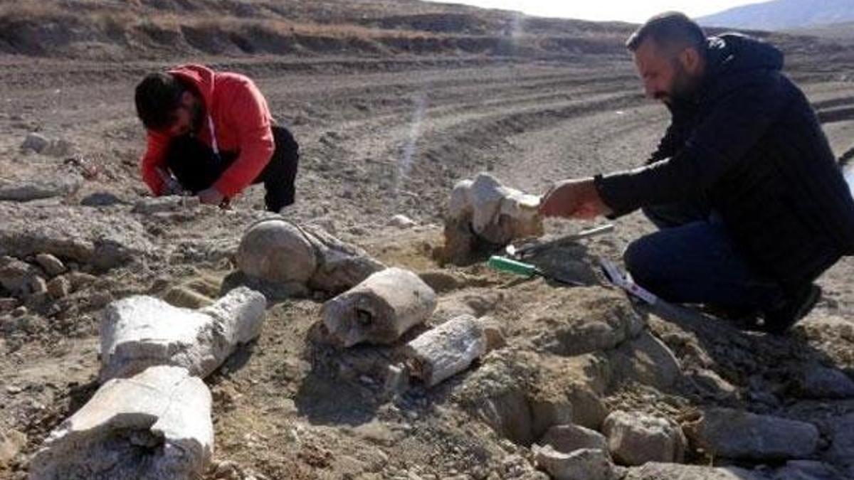 Kayseri'de 7,5 milyon yıllık yeni fosil bulundu