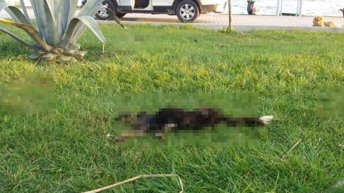 Bursa'da sahilde bulundu! 6 parçaya ayrılmış...