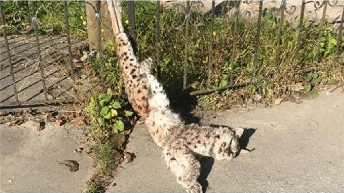 Bu halde bulundu... Harekete geçildi!