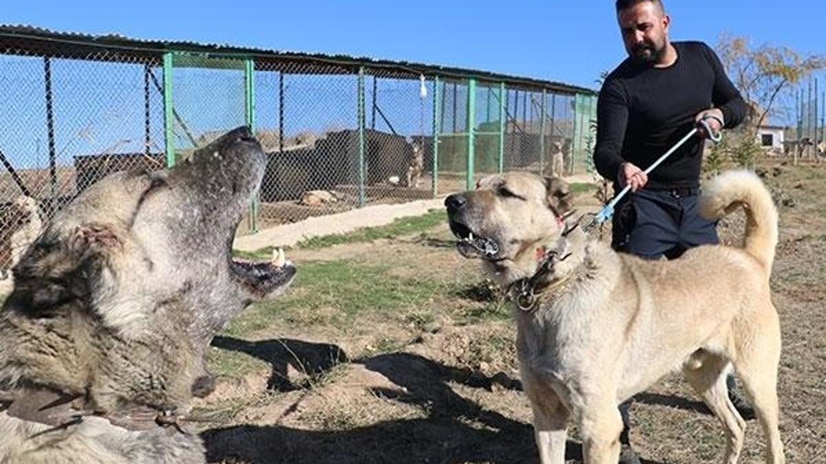Yavru Kangallar vatan görevi için hazır!