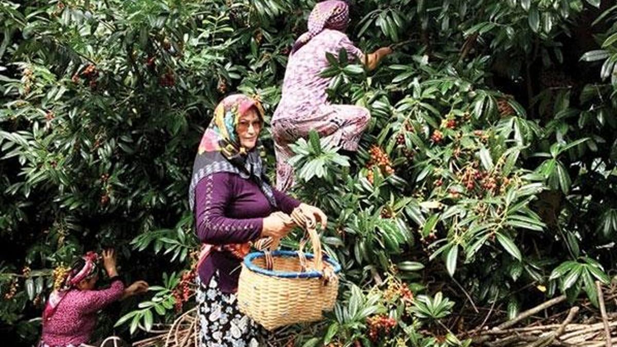 Taflan hayatlarını değiştirdi! 400 bin lira gelir...