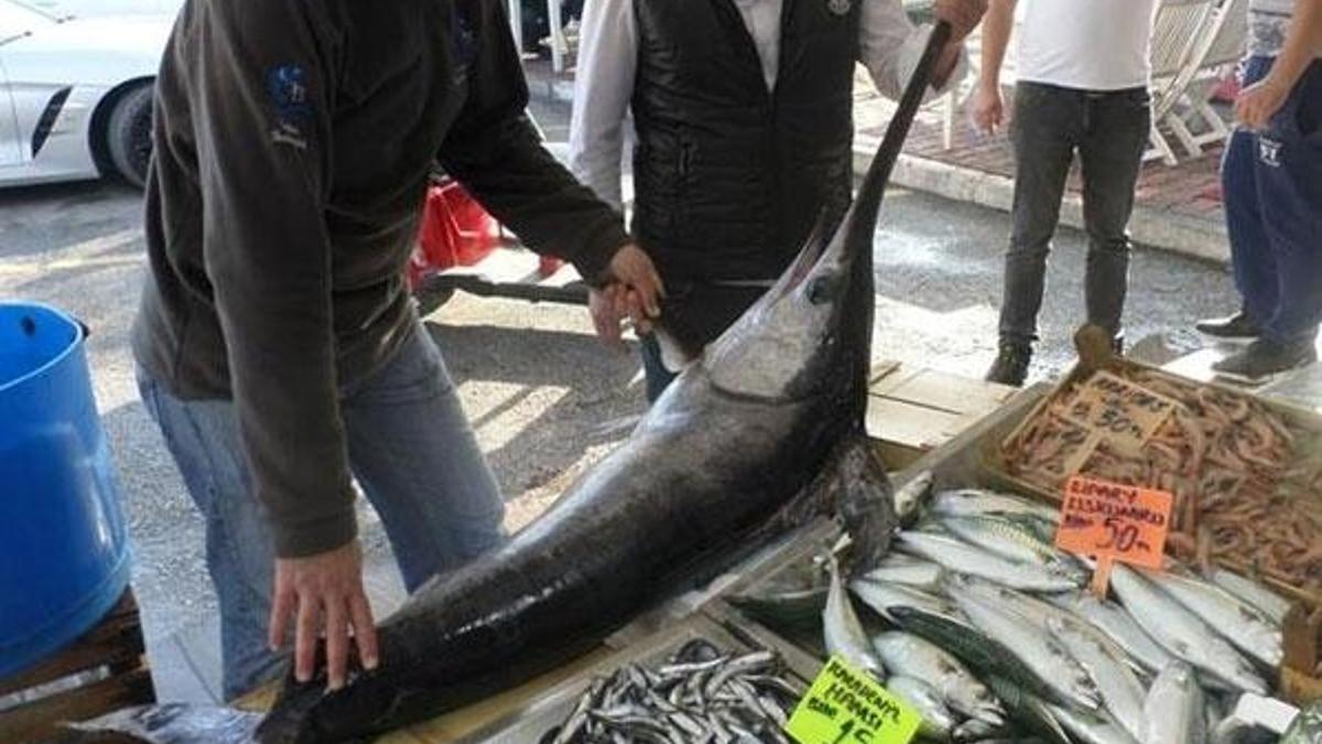 Marmara Denizi'nde yakalandı! Fiyatı şaşırttı