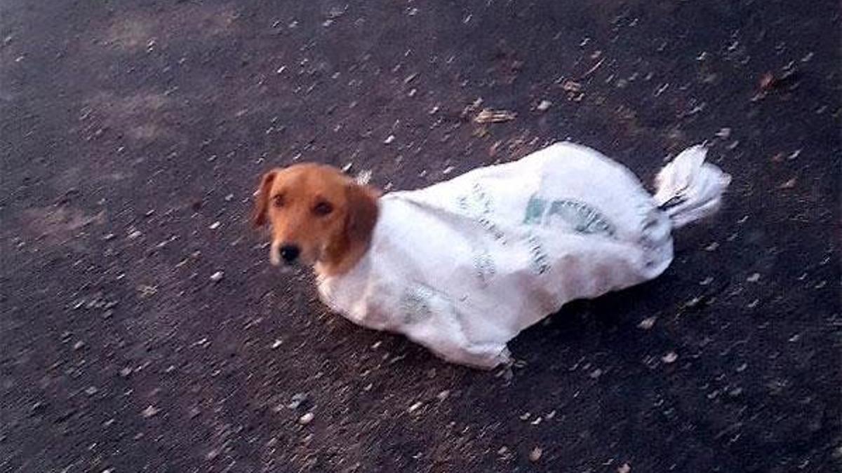 Çuval içindeki gebe köpeği minik Arif'in dikkati kurtardı