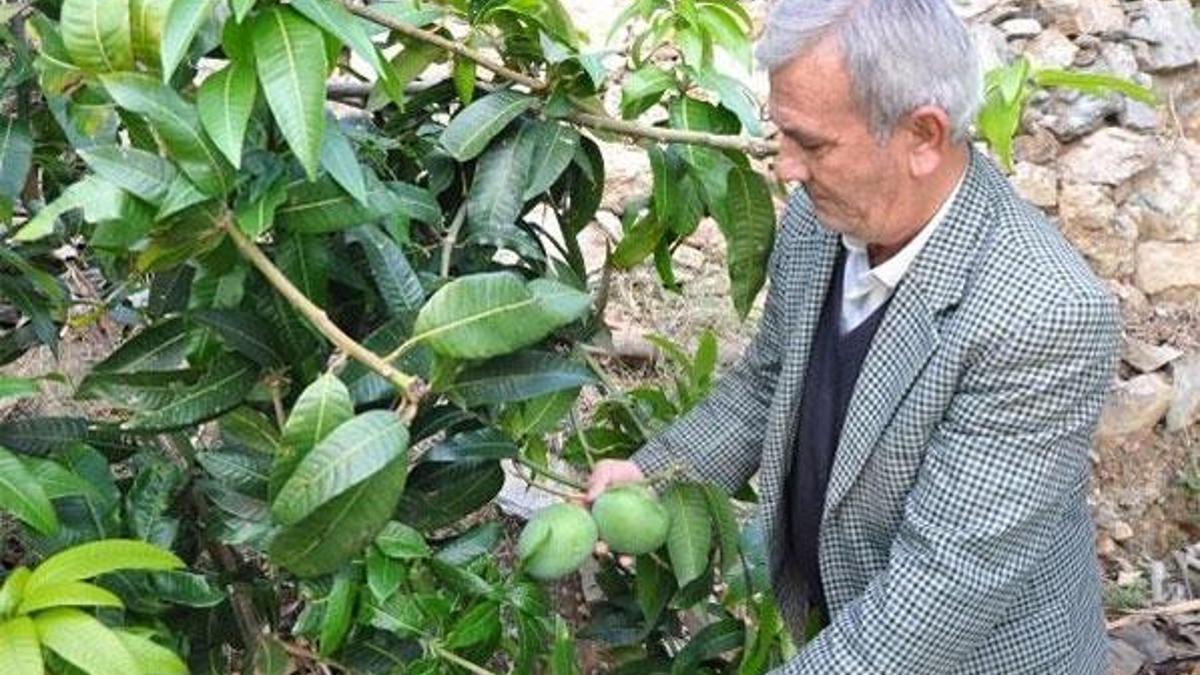 12 mango ağacı 45 bin lira kazandırdı
