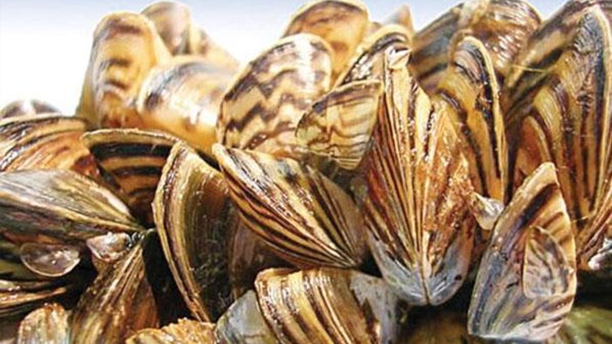 İstilacı zebra midyeler git gide yayılıyor