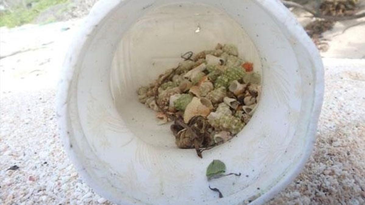 Plastik kirliliği yarım milyon keşiş yengecini öldürdü!