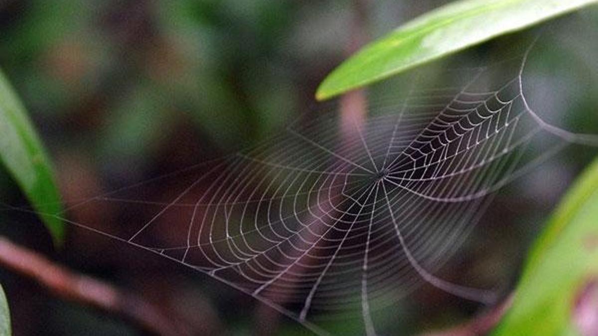 ABD'li araştırmacılar 2019'da 71 yeni canlı türü keşfetti