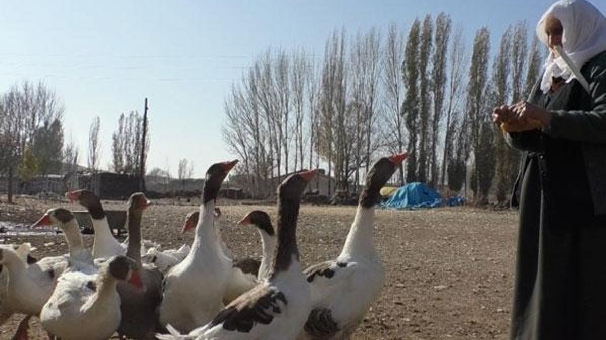 Tanesi 250 liradan satılıyor! Kars kazına rağbet artıyor