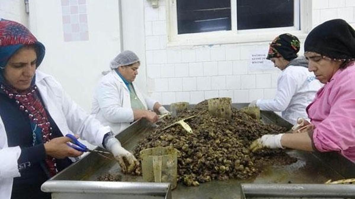 Aydın'da yapılıyor Fransa'dan talep yağıyor!