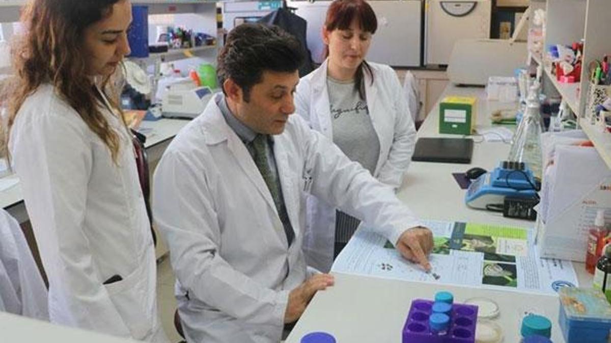 'Vampir kelebek' ile mücadele için yerli ilaç geliştirildi