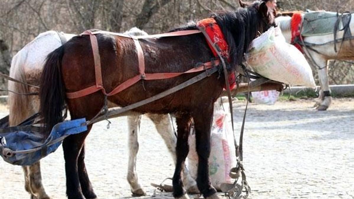 Bolu'da 8 at karantinaya alındı
