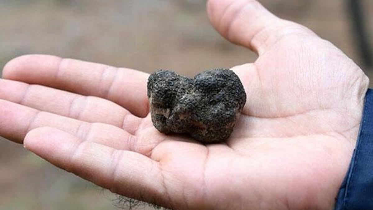 Bakanlık trüf mantarını ihale ile satacak!