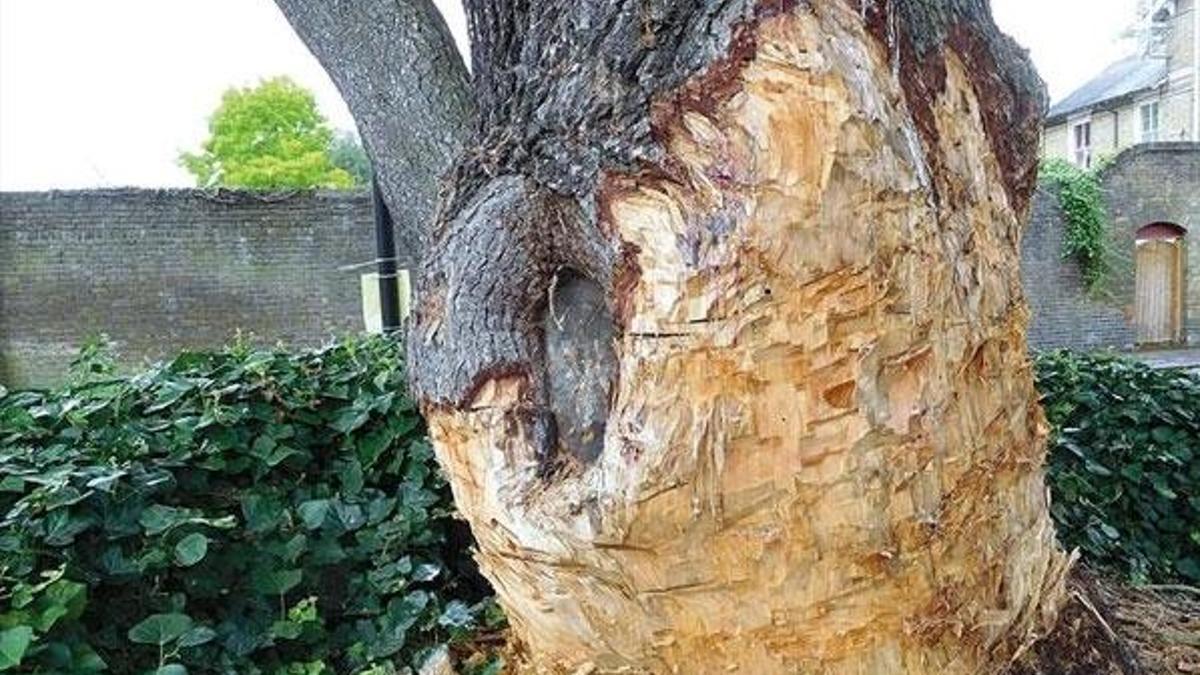 İbretlik ceza! Zarar verince 460 bin lira ödedi