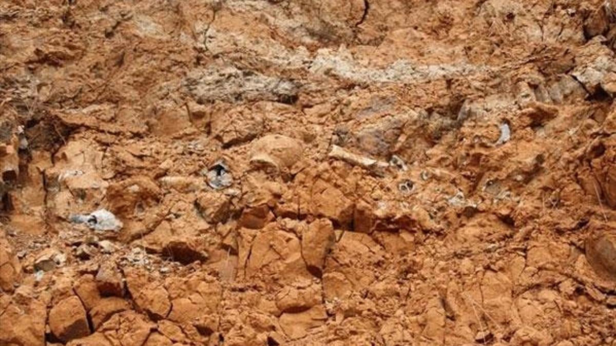Denizli'de 8 farklı hayvan türüne ait fosil bulundu