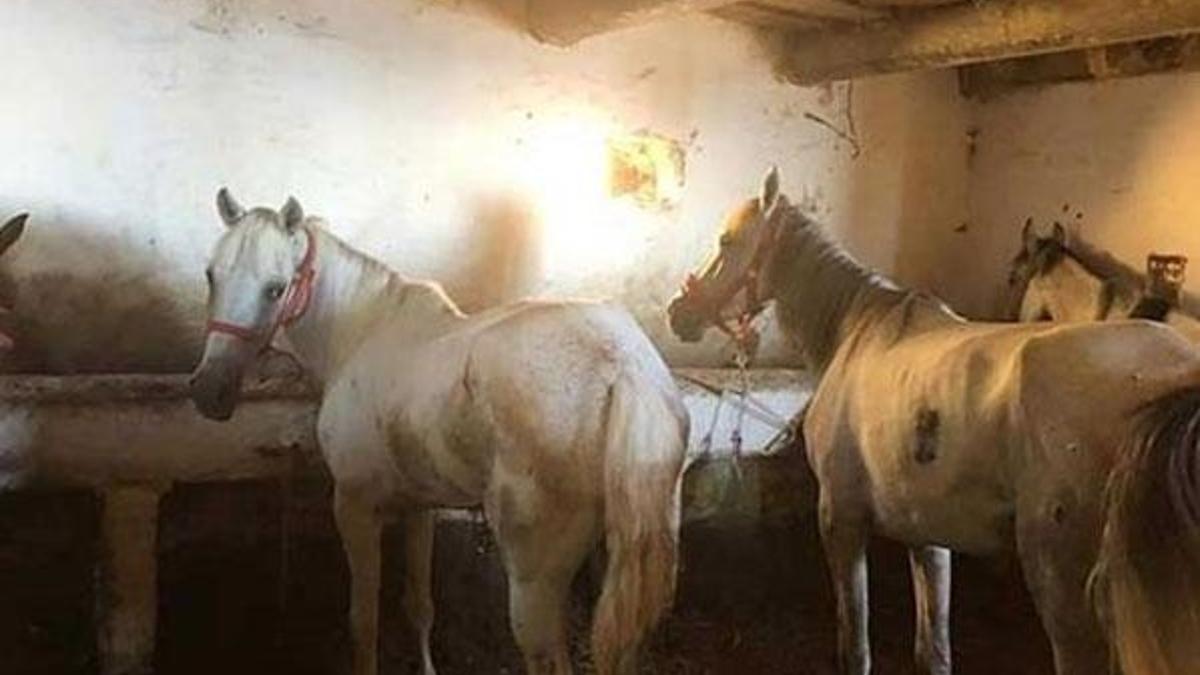 Büyükada'daki karantina ahırları görüntülendi