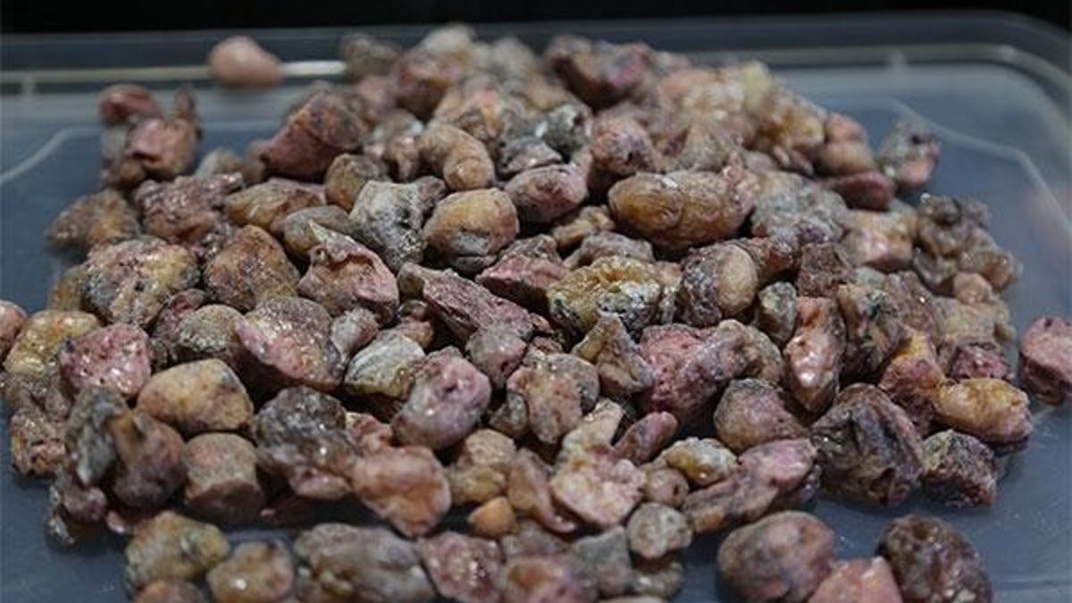 Altınla yarışıyor! Kilosu 600 lira