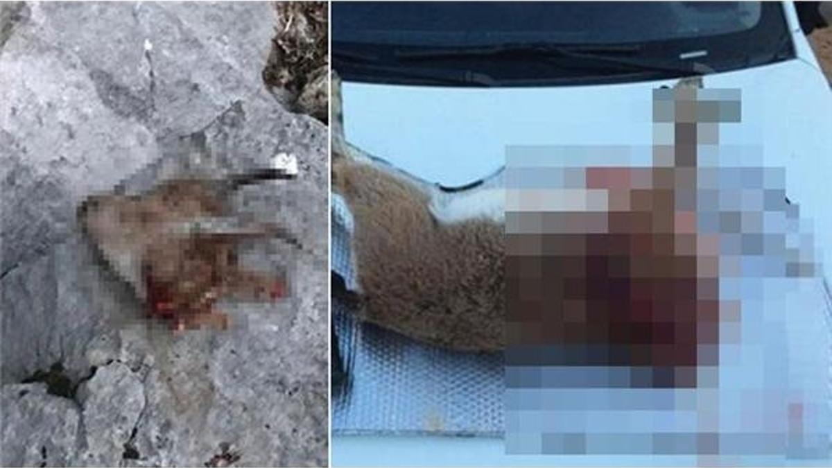 Kaçak avcılara ağır ceza