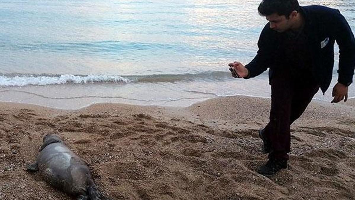 Antalya'da ölü Akdeniz foku, kıyıya vurdu