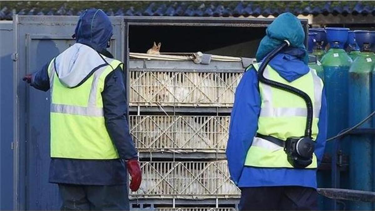 Dünyayı korkutan virüs salgını! 100 binden fazlası itlaf edildi