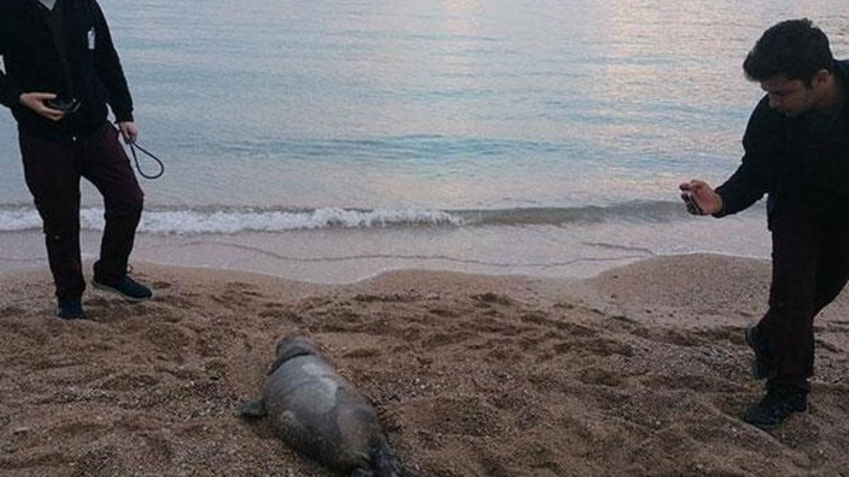 Antalya'da ölü Akdeniz foku kıyıya vurdu